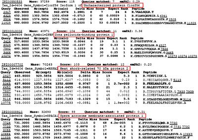 Identification of Sialyl-Lewis(x)-Interacting Protein on Human Spermatozoa